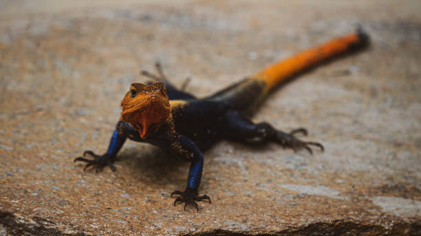 istock Yellow-Headed Agama Attempting to Attrach a Mate 1425983179