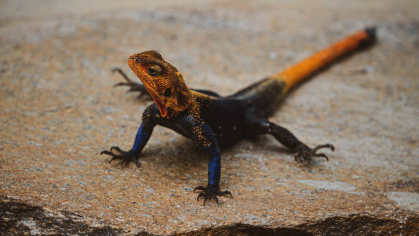 istock Yellow-Headed Agama Attempting to Attrach a Mate 1425983184