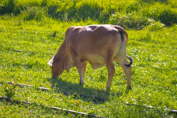 istock Cow on a summer pasture 1425985990