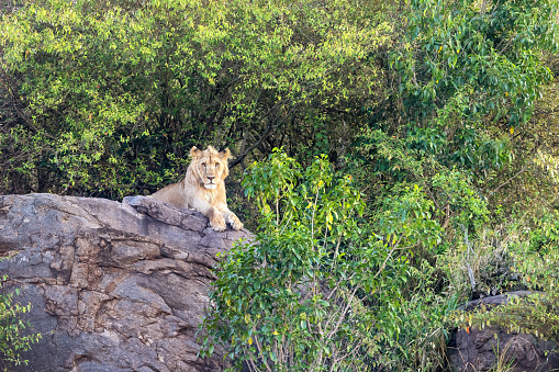 A juvenile male lion, panthera leo, on a rocky outcrop on the Masai Mara, Serengeti border. This cat has taken a high vantage point to watch for prey.