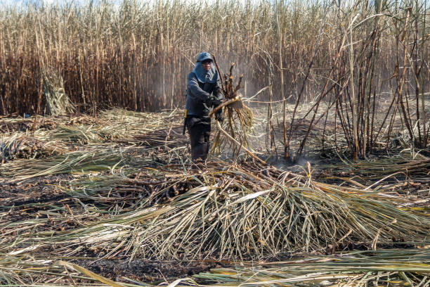 travail manuel récolte de la canne à sucre sur le terrain - cut sugar cane photos et images de collection