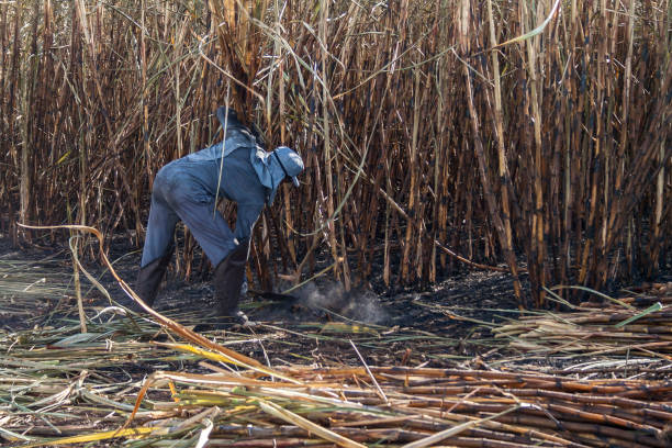 Manual labour harvest sugar cane on the field stock photo