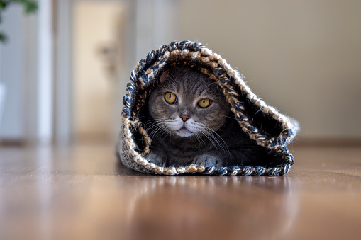British shorthair cat hiding in the carpet