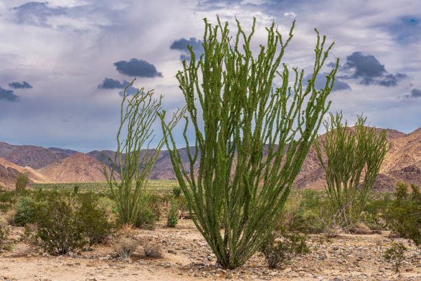 istock Ocotillo Plants in Joshua Tree National Park 1425988660