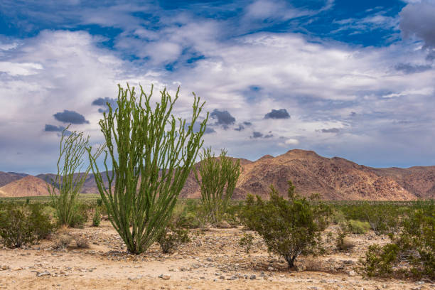 Ocotillo plants, in the late summer, in Joshua Tree National Park in California.  Ocotillos are also known as buggywhip, coachwhip, candlewood, slimwood, desert coral, Jacob's staff, Jacob cactus, and vine cactus.