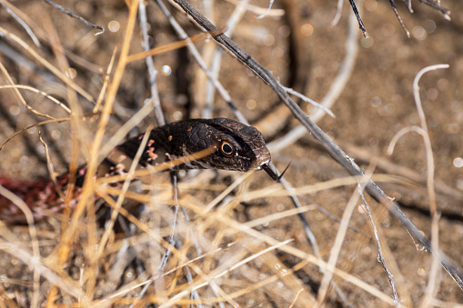 A desert snake hiding in the shade of a bush found in the California desert near Palm Springs.  The snake has its tongue out.