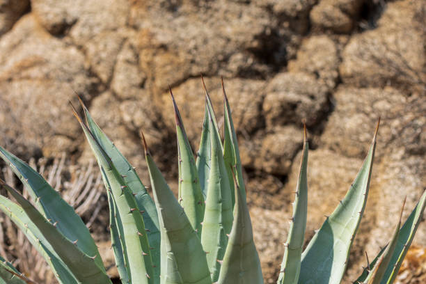 An agave plant growing in a rocky environment.  Just the tips of the plants thorny arms are visible.
