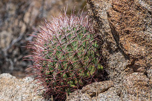 A small California barrel cactus growing in a rocky desert environment.