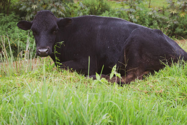 istock Cows grazing in the meadow 1425988998