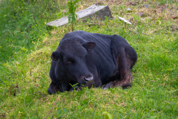 istock Cow on a summer pasture 1425989055