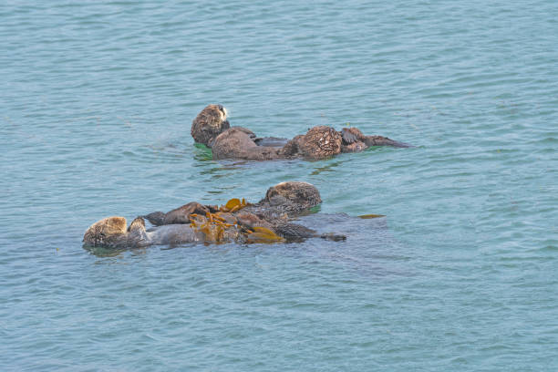 istock Sea Otters Relaxing in the Sea 1425990430