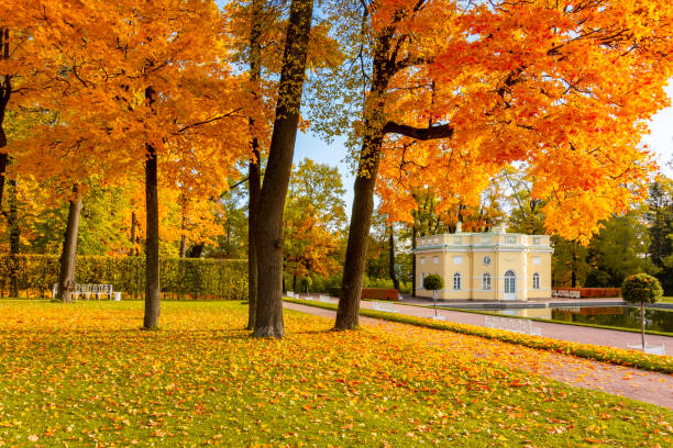 parque catherine en otoño, tsarskoe selo (pushkin), san petersburgo, rusia - catherine park fotografías e imágenes de stock