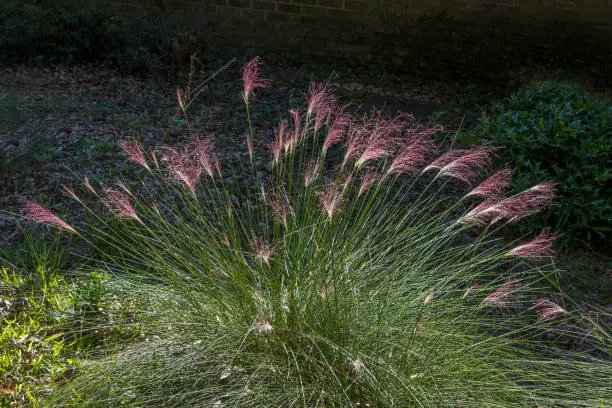 This image shows a single entire plant of Pink Muhly Grass (Muhlenbergia capillaris) with a dark background.