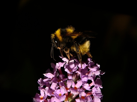 A well focussed Buff tailed bee feeding on the top of a spray of Buddleia flowers. Close-up against a black background.