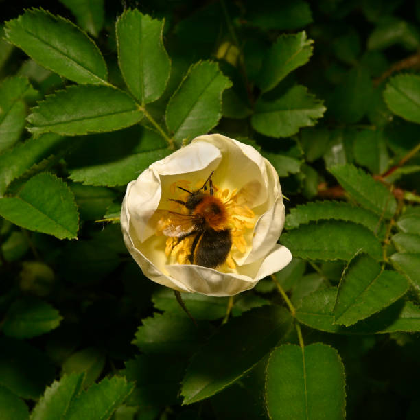 Bumble bee (Bombus hypnorum) feeding on a rose. A Tree bee, Bombus hypnorum, inside the flower of a wild rose. The bee was moving around in the flower rapidly taking up nectar. Close-up and well focussed with a leafy background merging to black. bombus hypnorum pictures stock pictures, royalty-free photos & images
