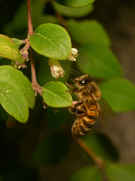istock Apis mellifere (Honey bee). Side view on a leaf. 1425992895