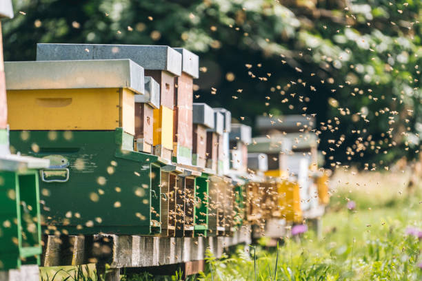 european honey bees (apis mellifera) fly around apiary - bee stockfoto's en -beelden