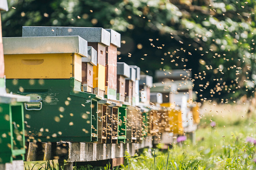 European honey bees (Apis mellifera) fly around apiary