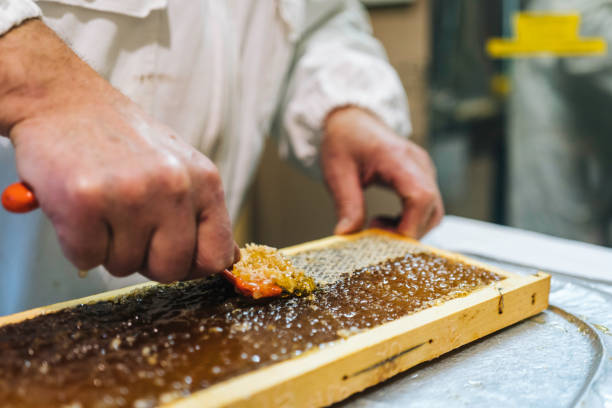 Beekeeper removes honeycomb and wax
