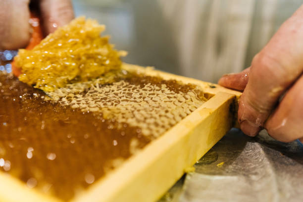 istock Beekeeper removes honeycomb and wax 1425994201