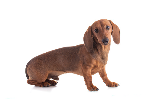 Dachshund, sausage dog sitting isolated on white background