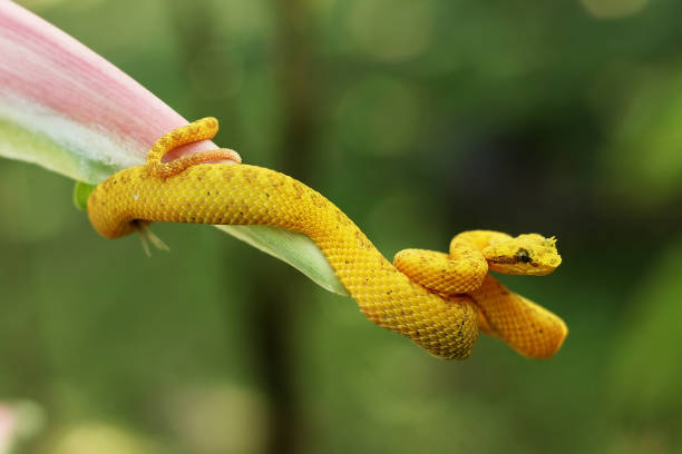 아이래쉬바이퍼 - eyelash viper 뉴스 사진 이미지