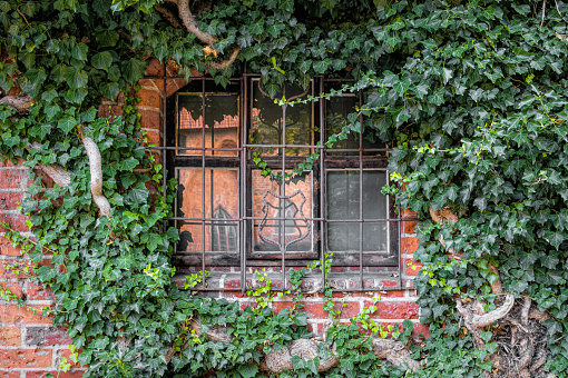 Window and green ivy vine plants wall