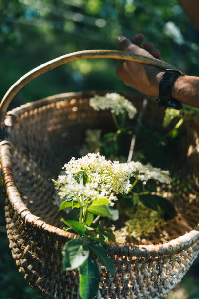 istock Basket of fresh lilacs (Syringa vulgaris) 1425995620