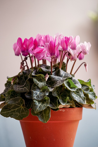 Pink white cyclamen in a terracotta pot