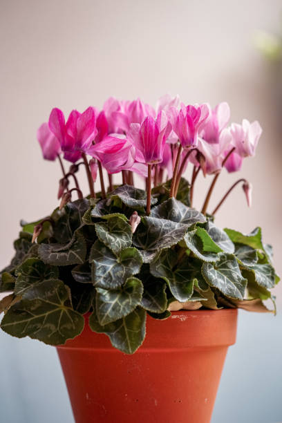 Cyclamen persicum Pink white cyclamen in a terracotta pot cyclamen stock pictures, royalty-free photos & images