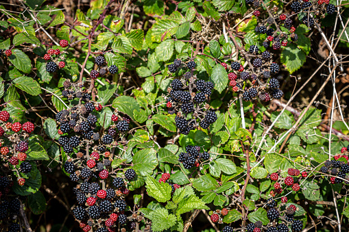 An abundance of blackberries growing in the autumn sunshine