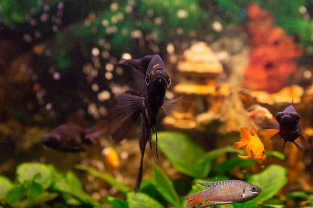 istock Angelfish (Pterophyllum scalare) in freshwater aquarium 1426000457
