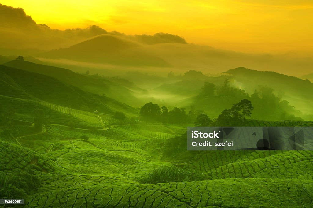 Tea plantation Sunrise view of tea plantation landscape at Cameron Highland, Malaysia. Tea Crop Stock Photo
