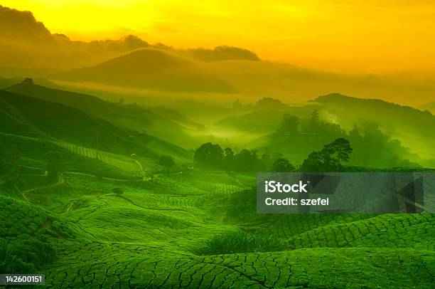 Tea Plantation Stock Photo - Download Image Now - Tea Crop, Dried Tea Leaves, Agricultural Field