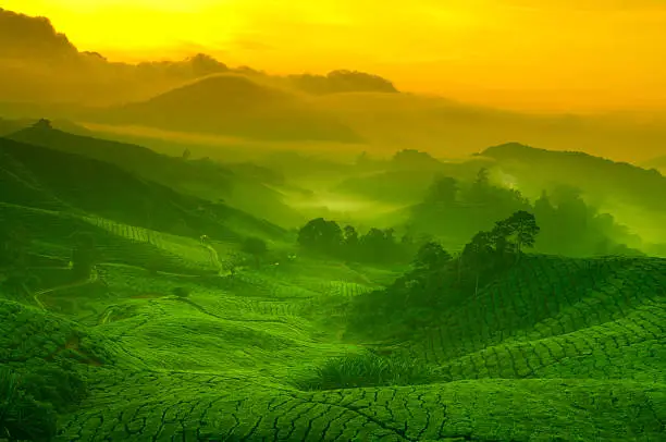 Photo of Tea plantation