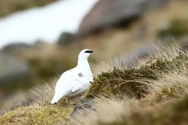 Ptarmigan in winter plumage on Cairngorm mountain