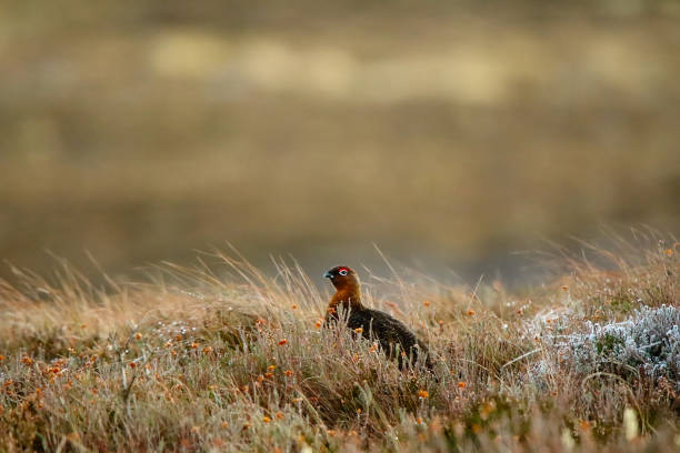 Red grouse in the moor