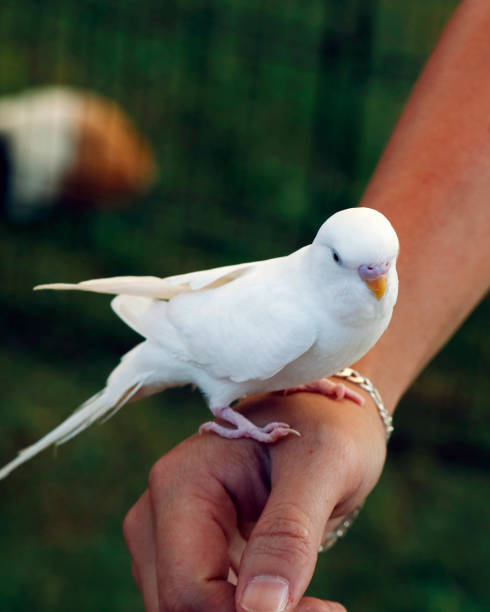 istock adorable lovely white bird sitting on a hand 1426001837