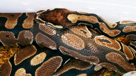 python snake or boa in close up with vibrant white background