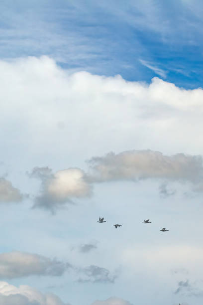 istock Flock of Birds Flying in Beautiful Cloudy Sky 1426004762