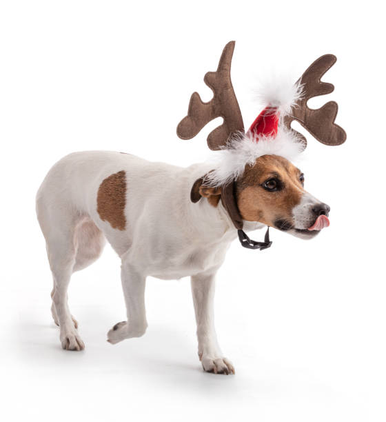 istock Jack Russell in studio for the Christmas holidays 1426005388