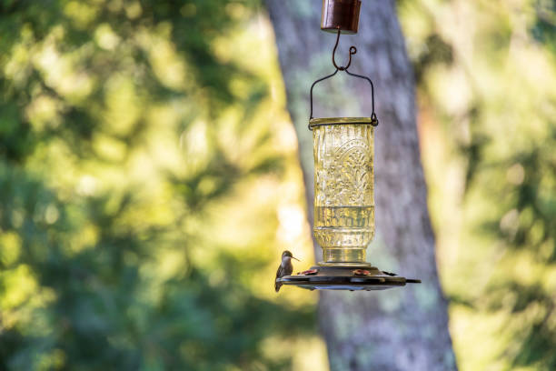 istock Little hummingbird sitting on a bird feeder 1426005416