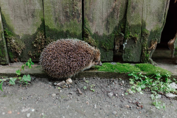 Hedgehog on the road outside.