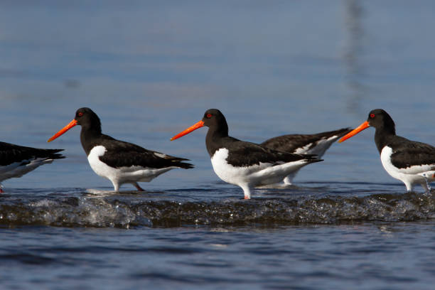 istock Group of Oystercatchers in the beach. 1426007002