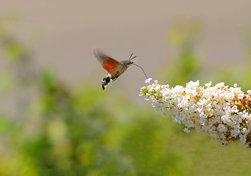 Taubenschwänzchen, Hummingbird Hawkmoth (Macroglossum Stellatarum).