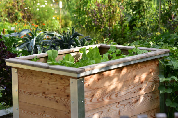 istock Raised bed of lettuce and vegetables 1426008269