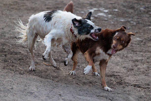 Dogs showing their teeth as the play roughly at Sandy River Delta Dog Park in Portland, Oregon