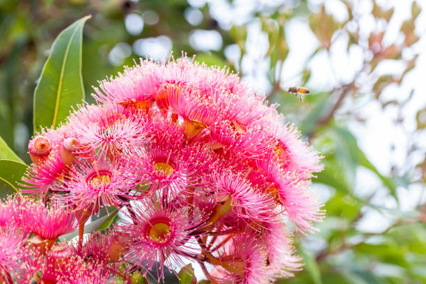 istock Beautiful Gum tree pink flowers, background with copy space 1426012252