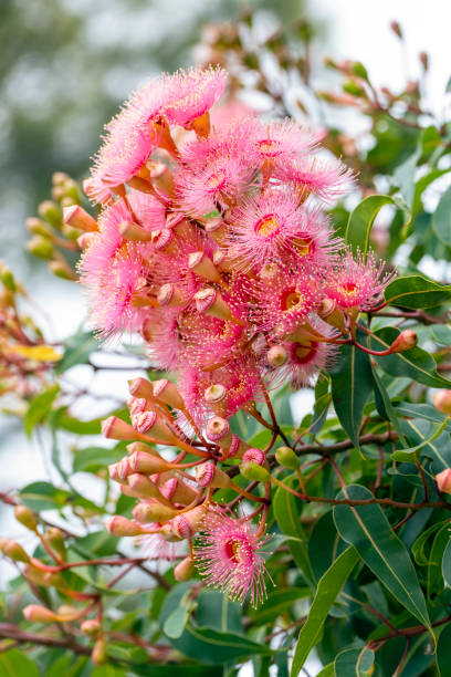 istock Beautiful Gum tree pink flowers and buds, background with copy space 1426013488