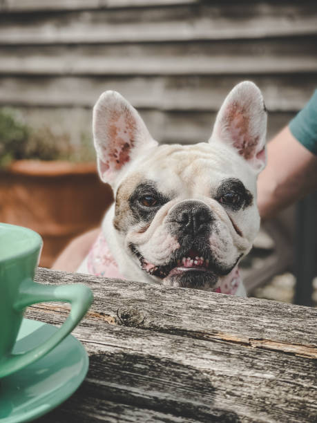 istock Dog sitting at picnic table 1426016032